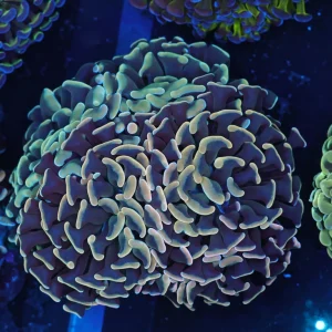 Golden Hammer Garden Colony 6+ Heads WYSIWYG - SAQ Coral Farm