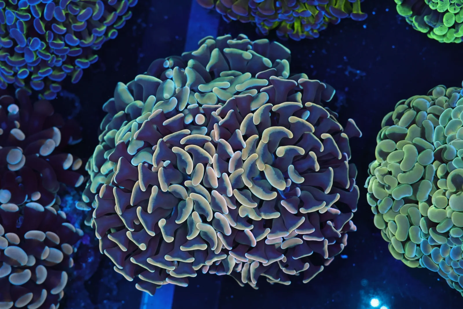 Golden Hammer Garden Colony 6+ Heads WYSIWYG - SAQ Coral Farm
