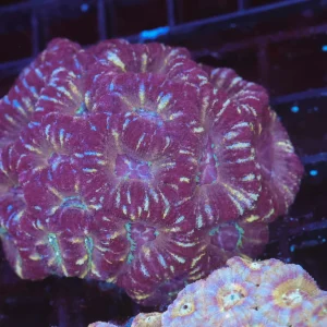 Grape Juice Asian Acan Colony WYSIWYG - SAQ Coral Farm