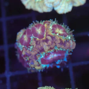 Grape Juice Asian Acan WYSIWYG - SAQ Coral Farm