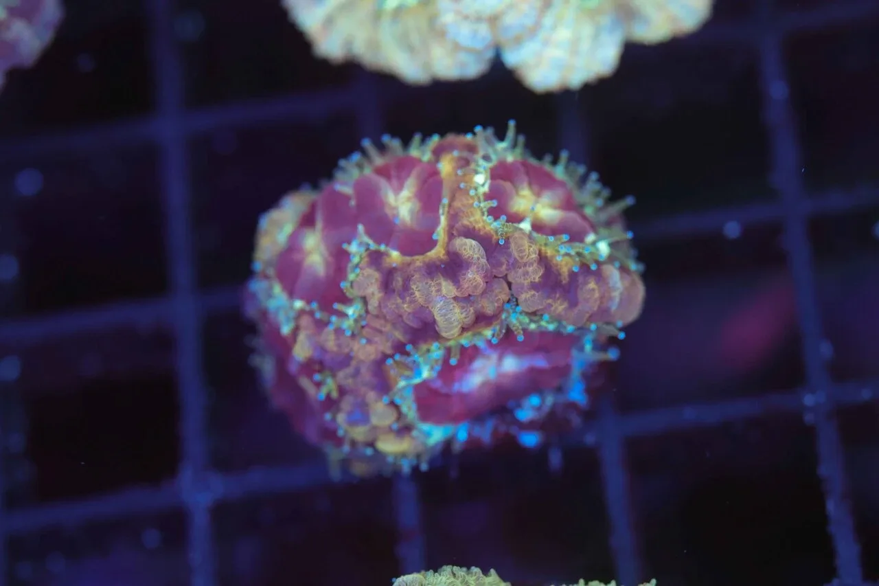 Grape Juice Asian Acan WYSIWYG - SAQ Coral Farm