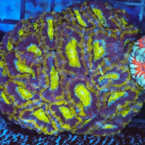 Green Acan Colony WYSIWYG - SAQ Coral Farm