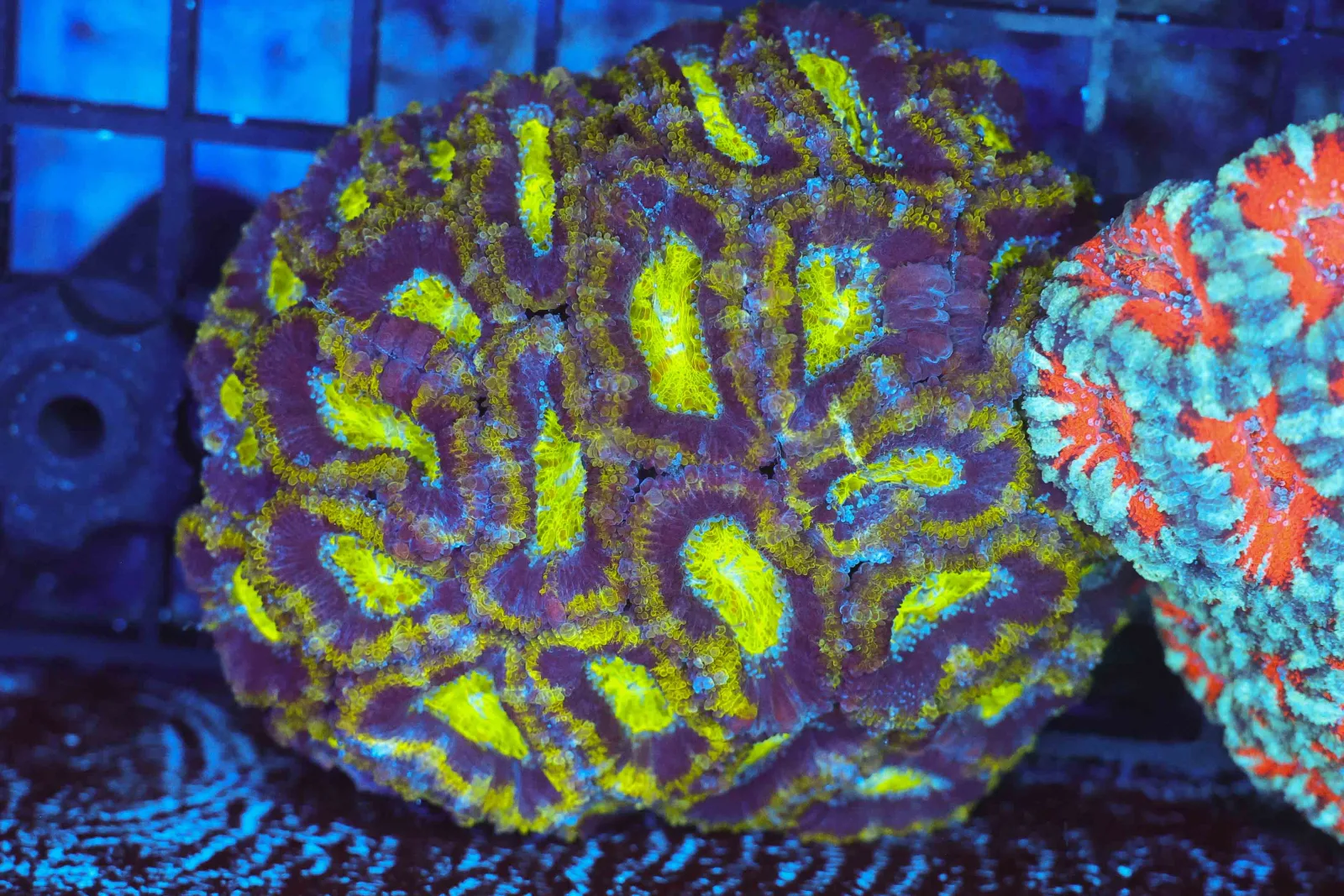 Green Acan Colony WYSIWYG - SAQ Coral Farm