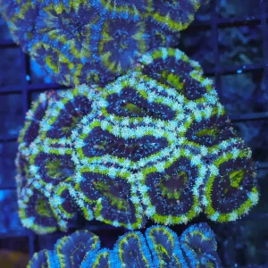 Green Acan Colony WYSIWYG - SAQ Coral Farm