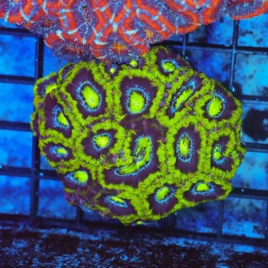 Green Acan Colony WYSIWYG - SAQ Coral Farm
