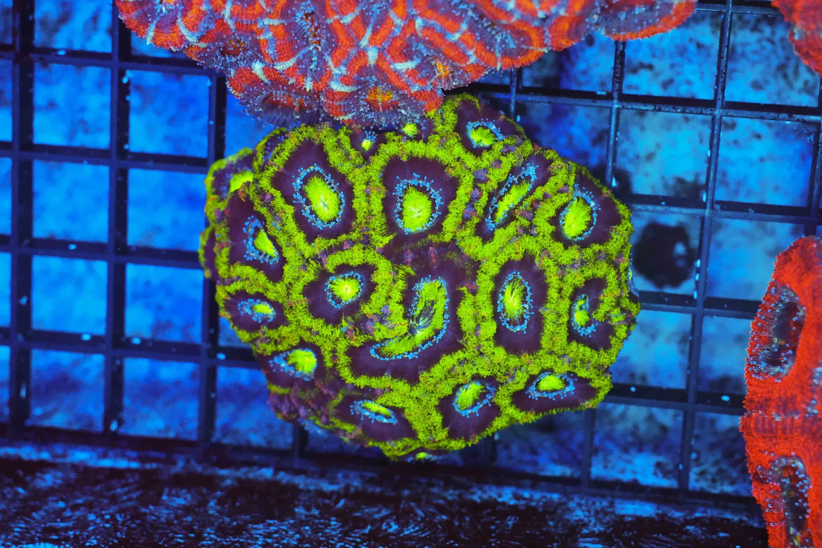 Green Acan Colony WYSIWYG - SAQ Coral Farm