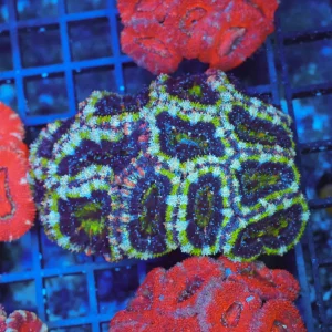 Green Acan Colony WYSIWYG - SAQ Coral Farm