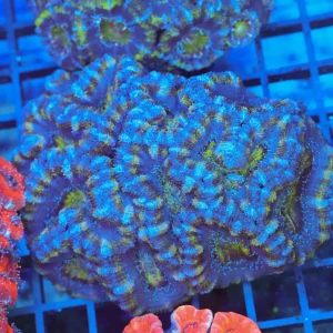 Green Acan Colony WYSIWYG - SAQ Coral Farm