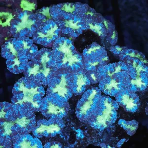Green and Teal Blastomussa Colony WYSIWYG - SAQ Coral Farm