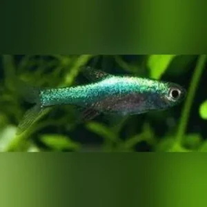 Green Axelrodi Rasbora