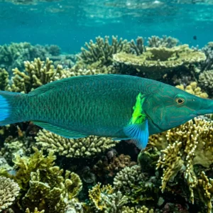 Green Bird Wrasse(Gomphosus varius) Large - SAQ Chicago Fish