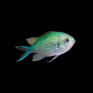 Green Chromis (Chromis Viridis) - SAQ Chicago Fish