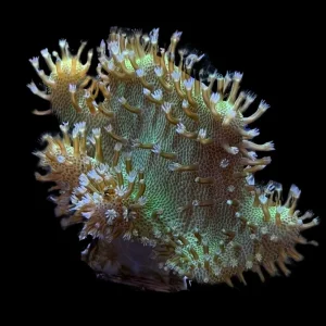Green Devil's Hand Leather Coral - SAQ Coral Farm