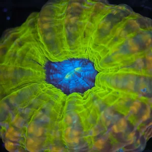 Green Earth Cynarina WYSIWYG - SAQ Coral Farm