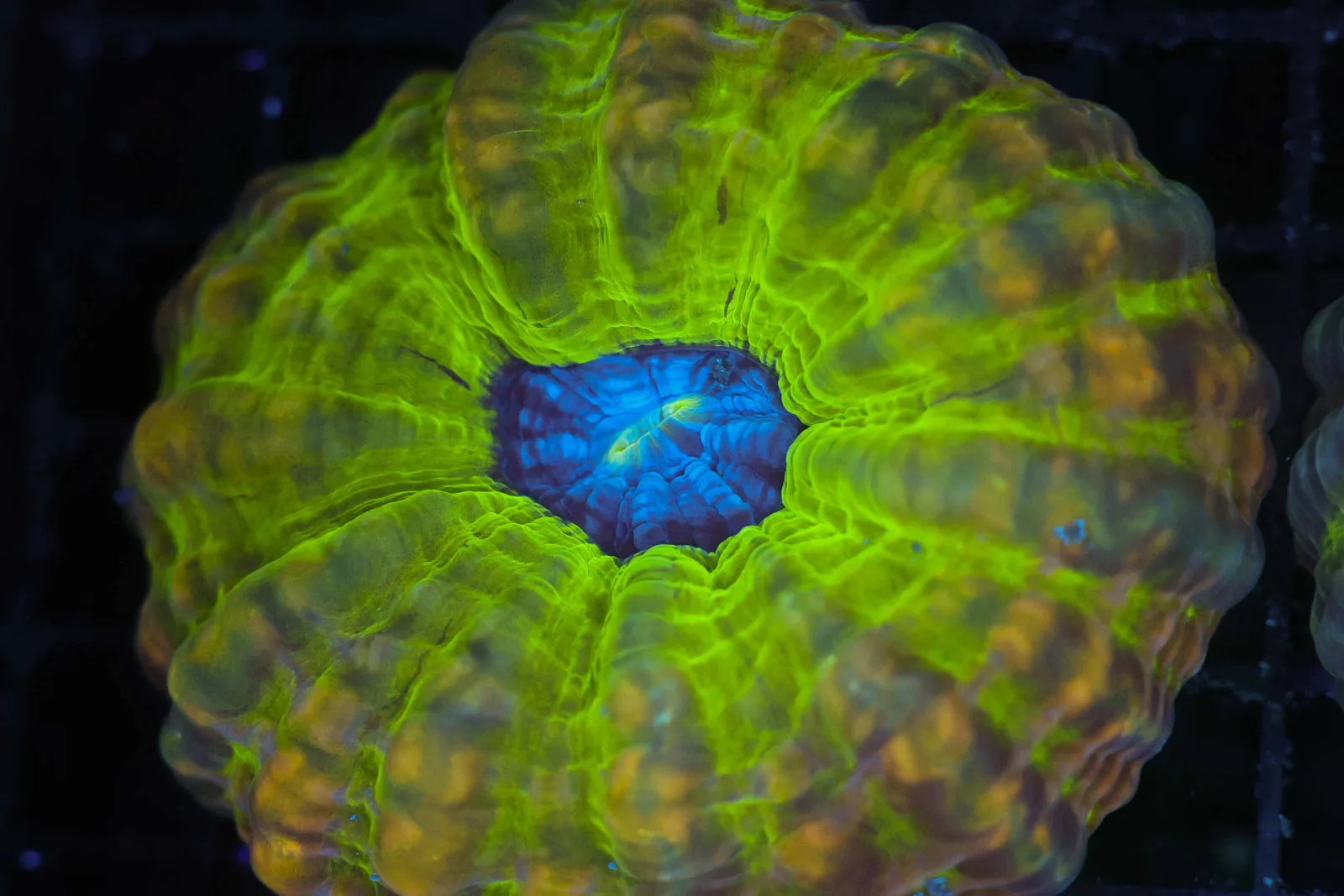 Green Earth Cynarina WYSIWYG - SAQ Coral Farm
