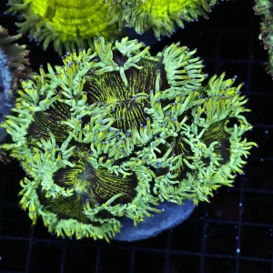 Green Elegance Coral Colony WYSIWYG - SAQ Coral Farm