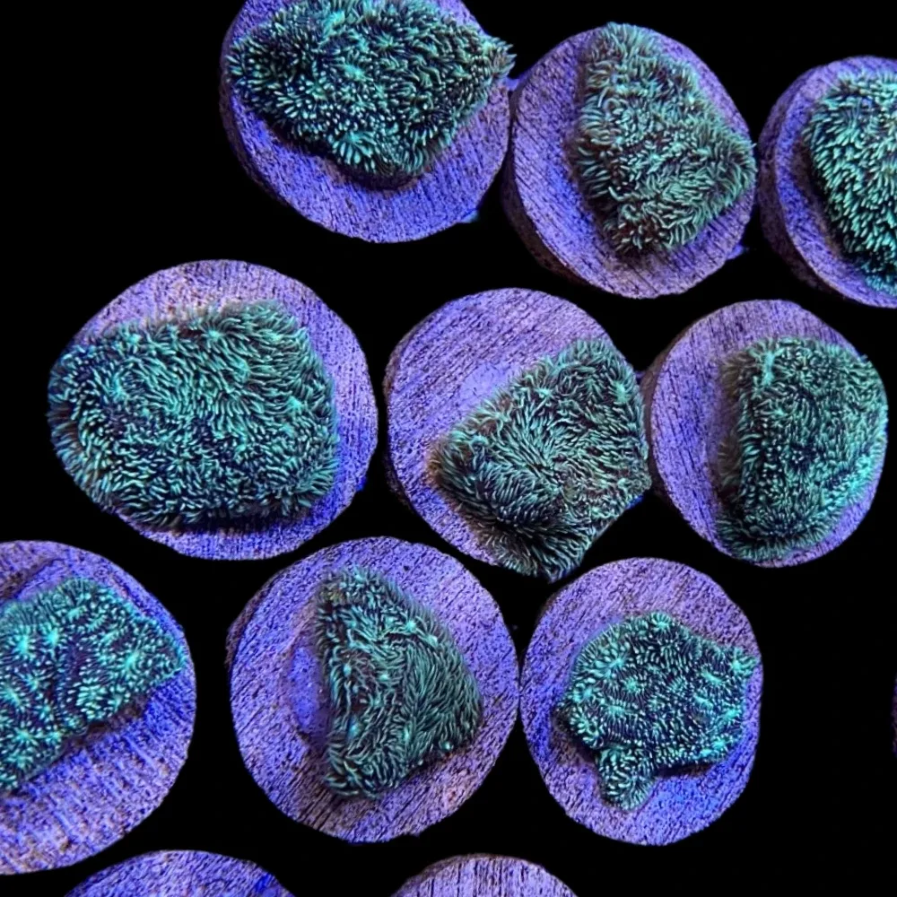 Green Leptastrea - SAQ Coral Farm