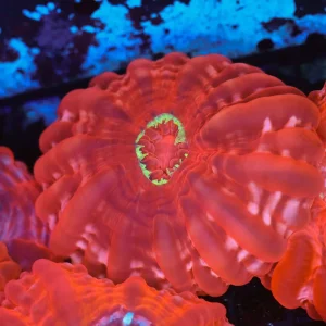 Green Mouth Red Cynarina WYSIWYG - SAQ Coral Farm