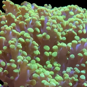 Green Tip Frogspawn Coral (3/4" - 1") - SAQ Coral Farm