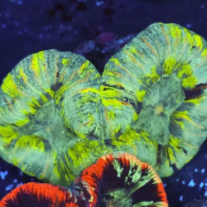 Green Trachyphyllia WYSIWYG - SAQ Coral Farm