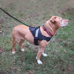Guardian Gear Excursion Harness LARGE 26-36In Black