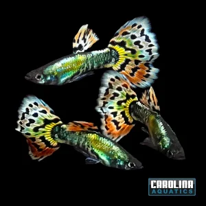 Guppy - Silver Body Leopard Tail