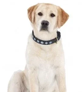 Halo Snowflake Leather Dog Collar