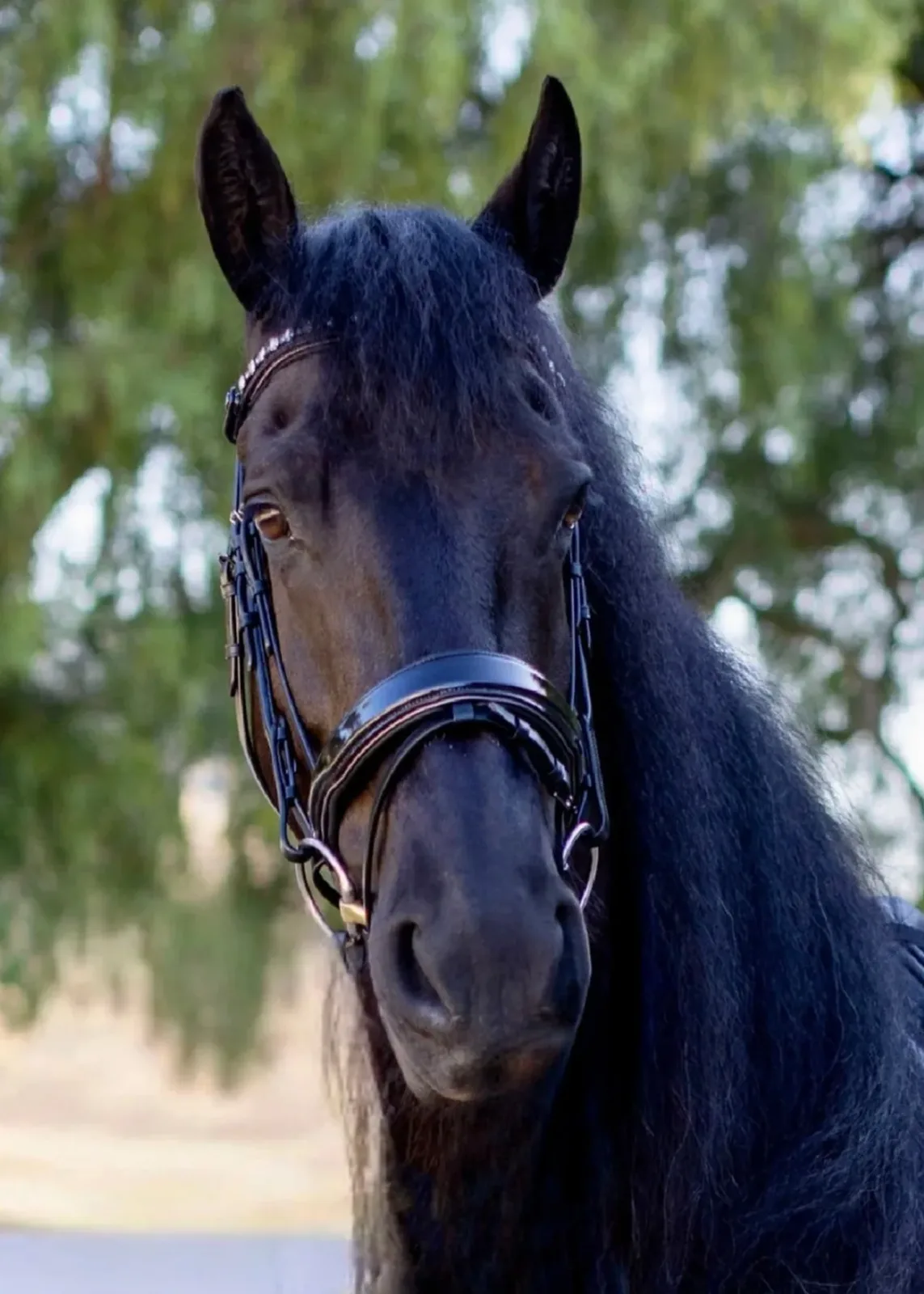 Halter Ego® Ocala Snaffle Bridle - Image 2