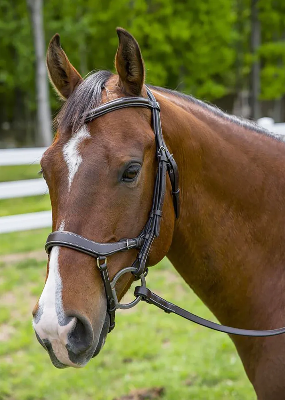Henri de Rivel Pro Anatomical Bridle