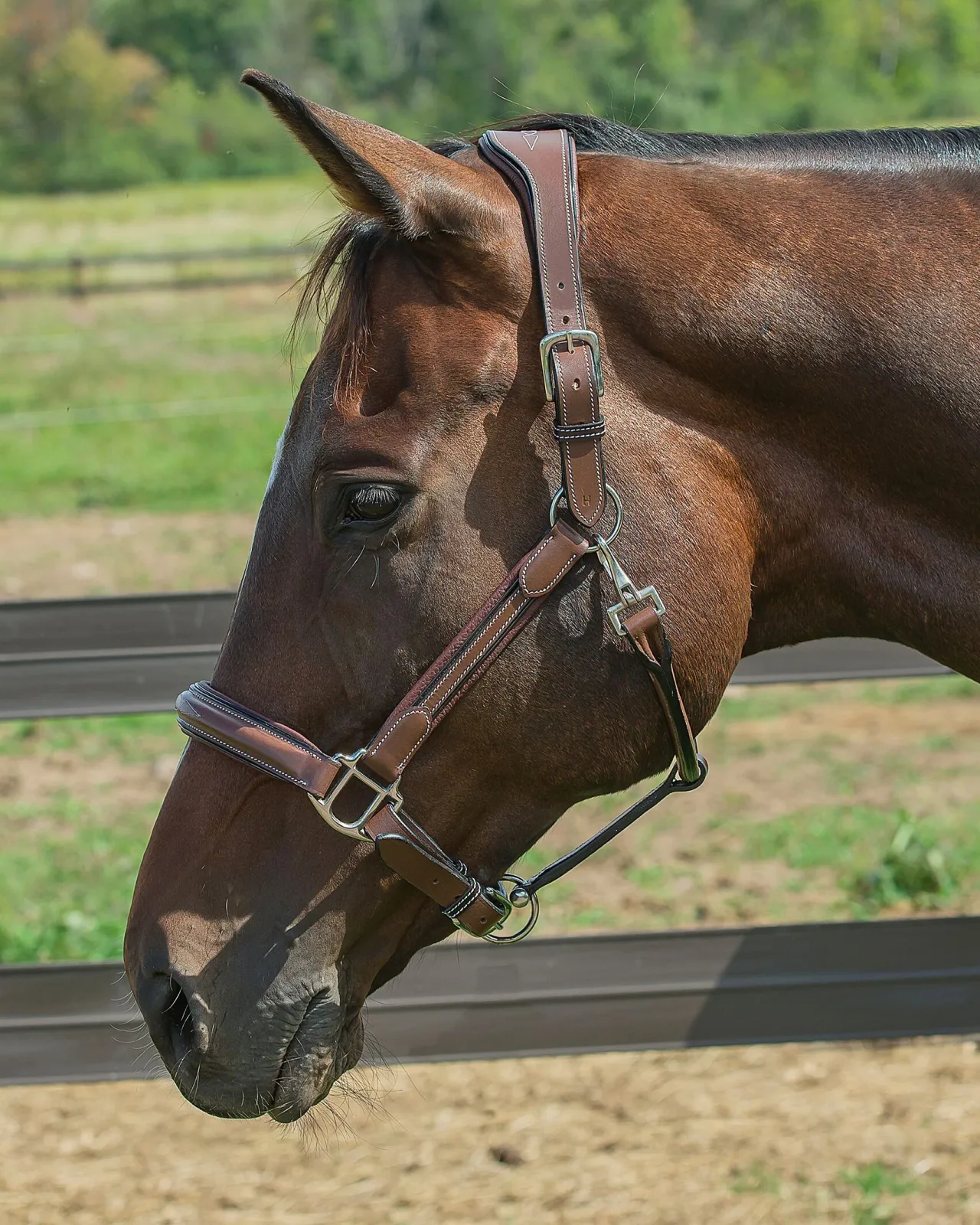 Henri de Rivel Stress Free Halter with Fancy Contrast Stitching - Image 2