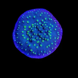 Hollywood Stunner Chalice Coral - SAQ Coral Farm