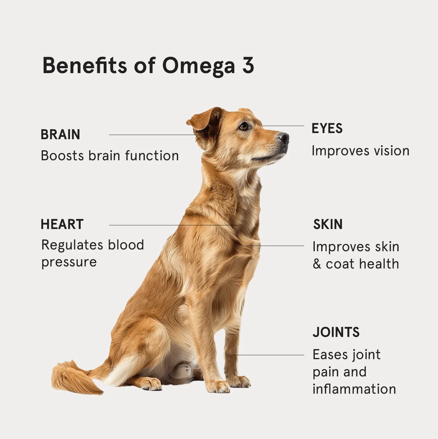 Honst 30% Omega 3 Sardine Fish Oil Supplement for Dogs - Image 2