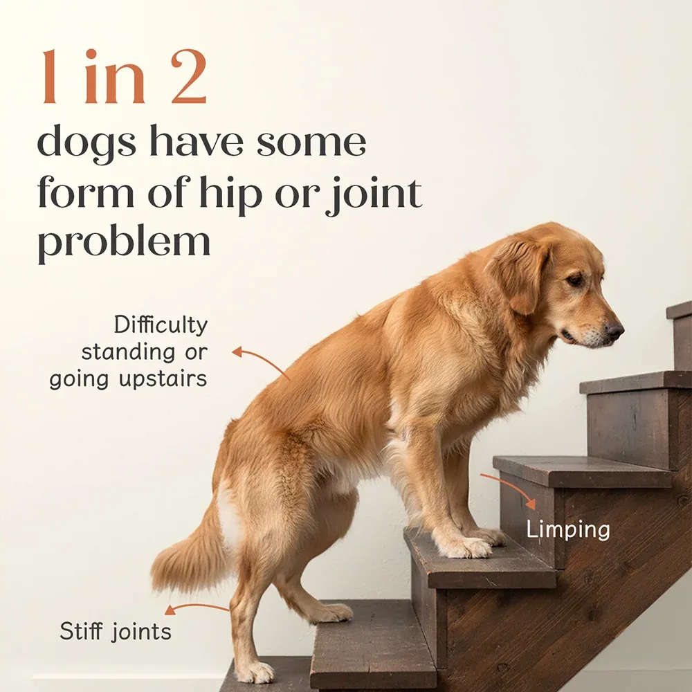 Hope Chicken Flavoured Hip and Joint Health Supplement for Dogs - Image 2