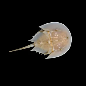 Horseshoe Crab (Stenorhynchus seticornis) - Cleanup Crew