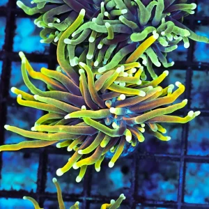 Ignited Dragon Torch WYSIWYG - SAQ Coral Farm