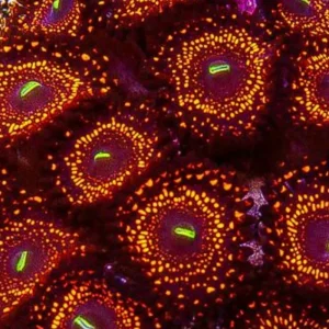 Illuminati Zoanthids - SAQ Coral Farm