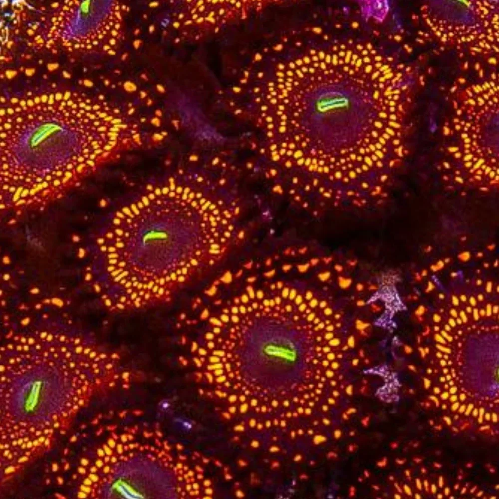 Illuminati Zoanthids - SAQ Coral Farm