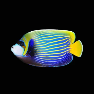 Imperator Angelfish Adult (Pomacanthus Imperator) - SAQ Chicago Fish