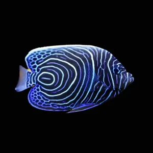 Imperator Angelfish Juvenile (Pomacanthus Imperator) - SAQ Chicago Fish