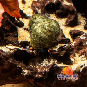 Invert - Snail Papua Blueberry