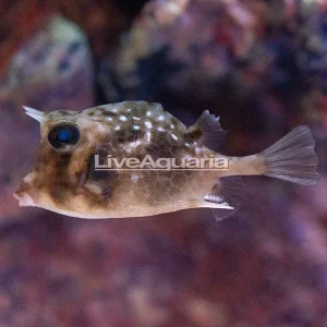 Island Cowfish EXPERT ONLY