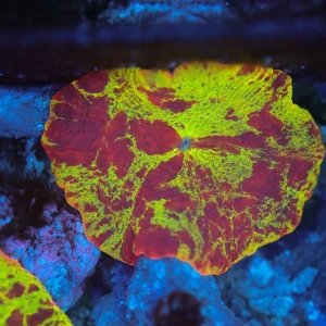 Jawbreaker Disco Mushroom WYSIWYG - SAQ Coral Farm