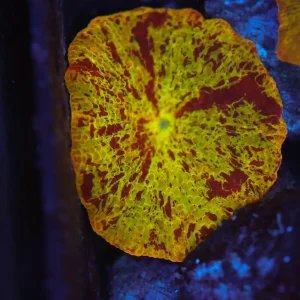 Jawbreaker Disco Mushroom WYSIWYG - SAQ Coral Farm