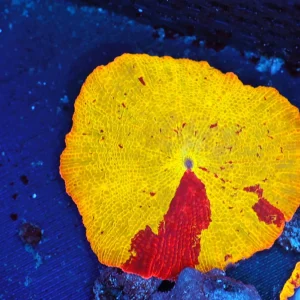 Jawbreaker Red Streak Discosoma WYSIWYG - SAQ Coral Farm