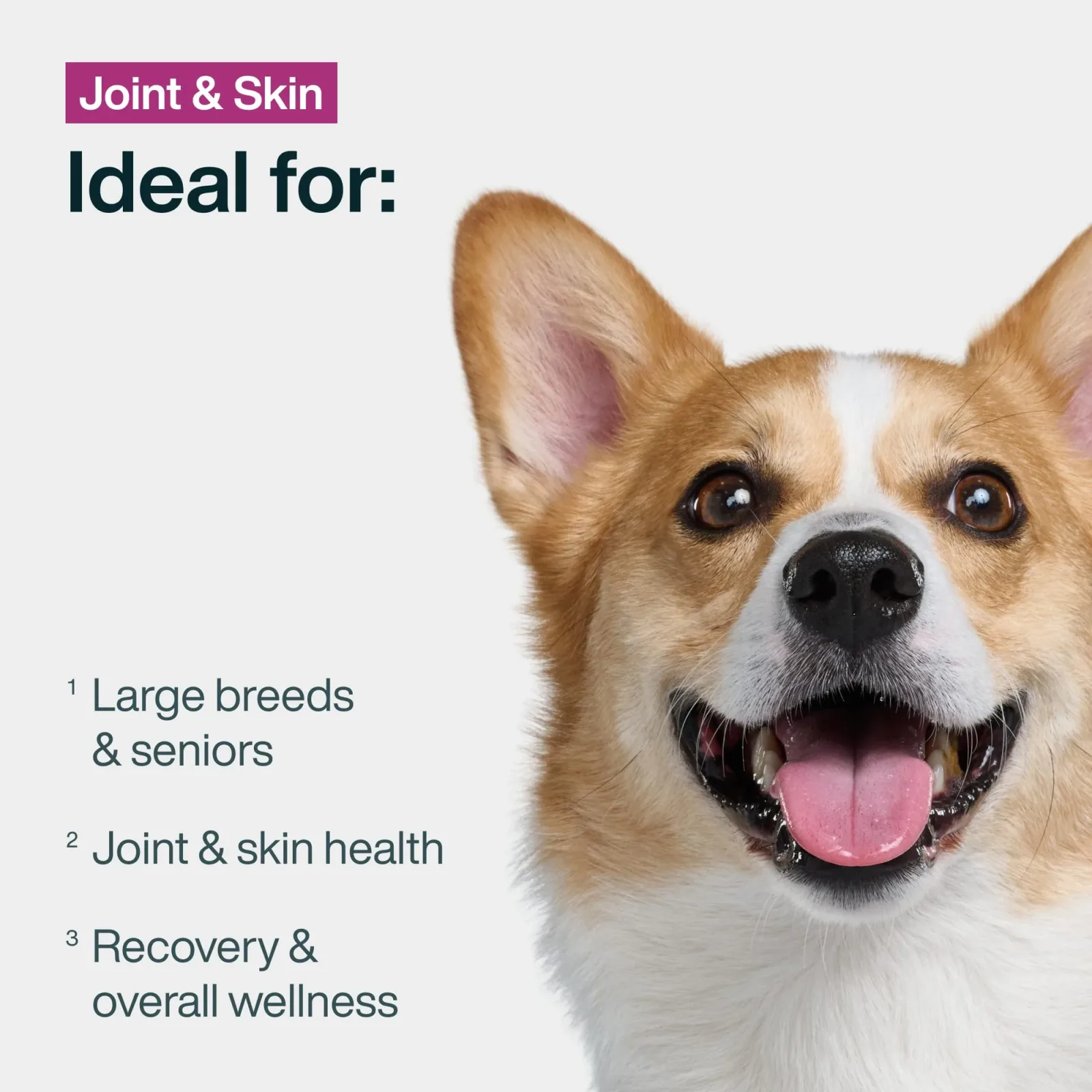 Joint & Skin Support - Image 2