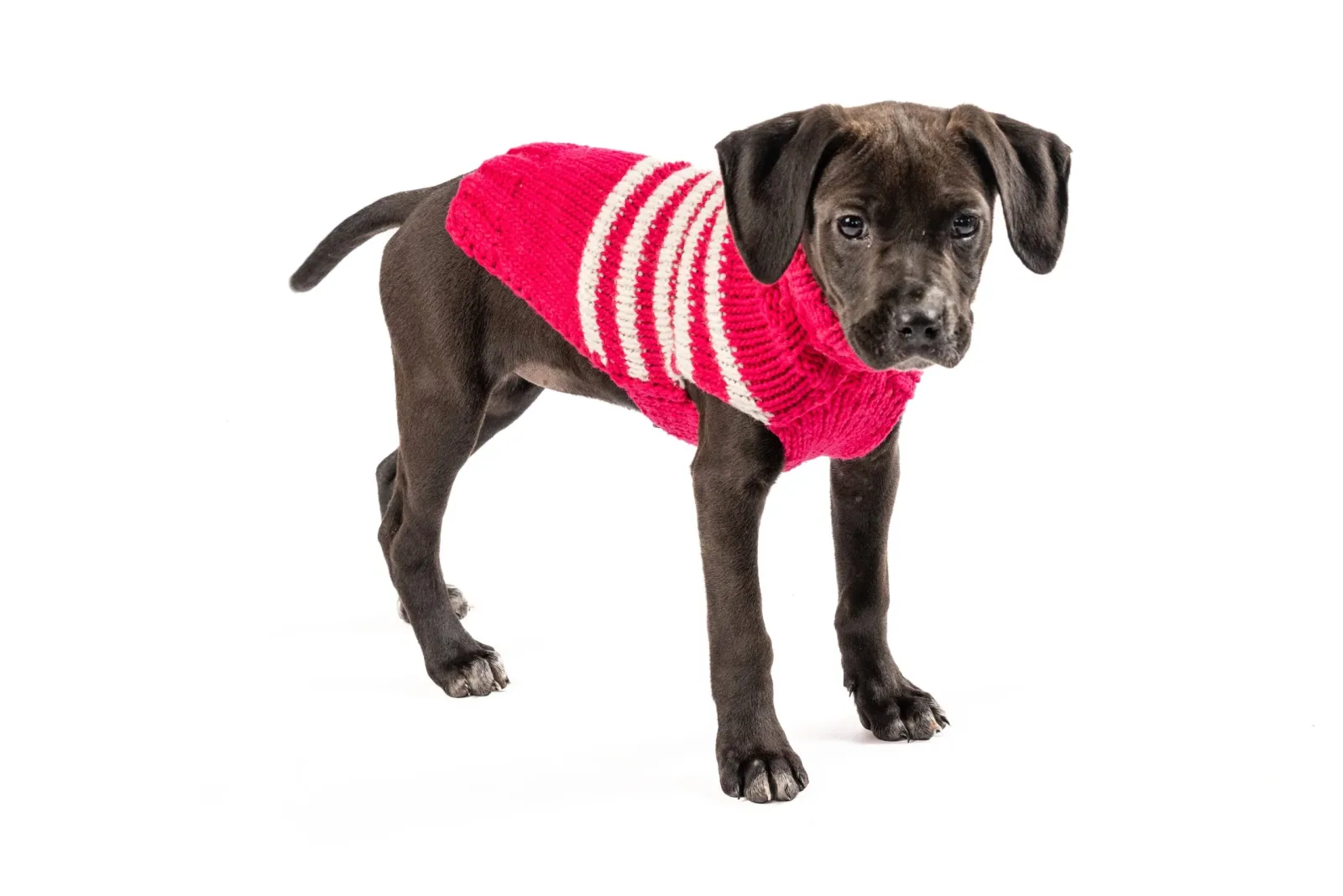 Katie Alpaca Stripe Dog Sweater - Image 2