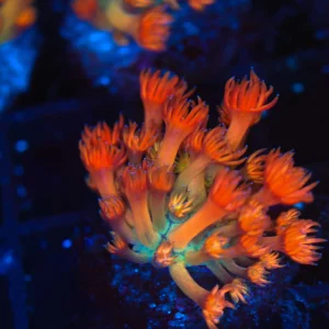 Key Lime Goniopora WYSIWYG - SAQ Coral Farm