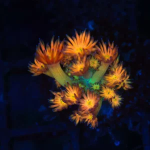 Key Lime Goniopora WYSIWYG - SAQ Coral Farm