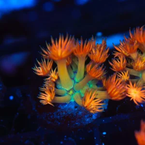 Key Lime Goniopora WYSIWYG - SAQ Coral Farm