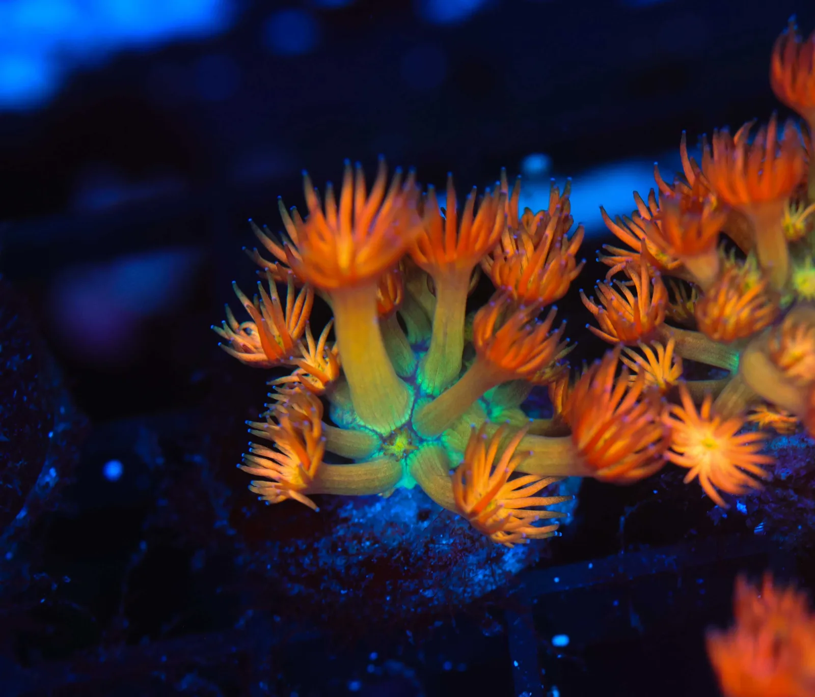 Key Lime Goniopora WYSIWYG - SAQ Coral Farm